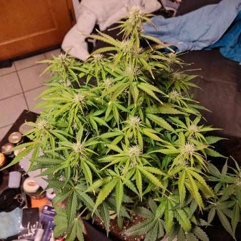 GG#4 Auto growlog timeline photo