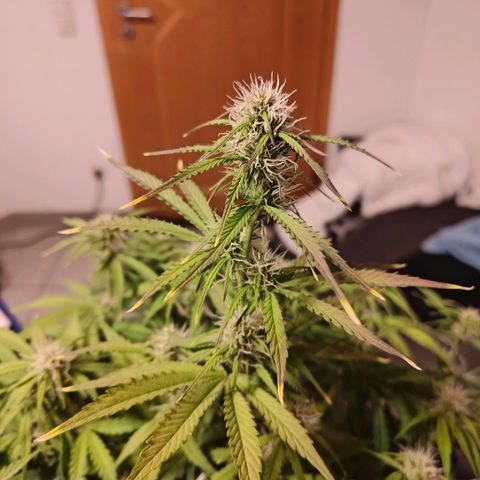 GG#4 Auto growlog timeline photo