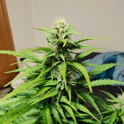 Pink Auto growlog timeline photo