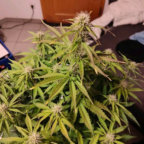GG#4 Auto growlog timeline photo