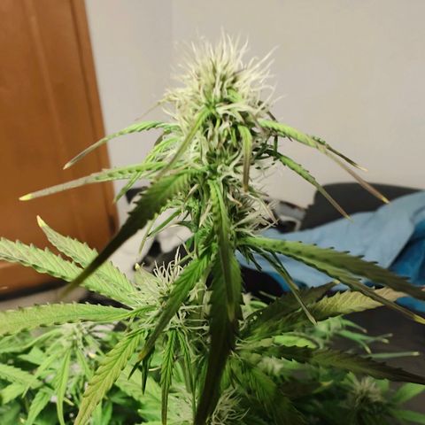 GG#4 Auto growlog timeline photo