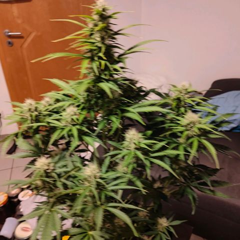 Pink Auto growlog timeline photo
