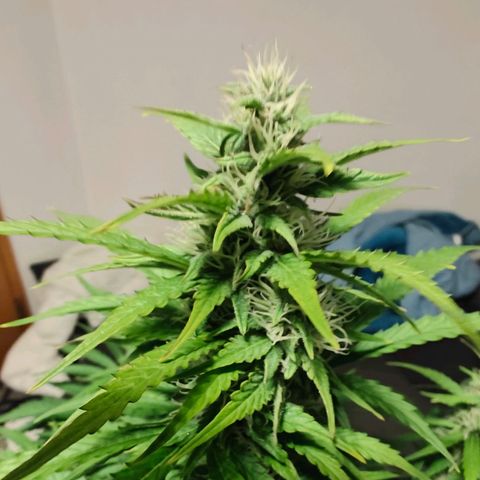 Pink Auto growlog timeline photo