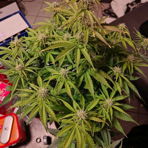 GG#4 Auto growlog timeline photo
