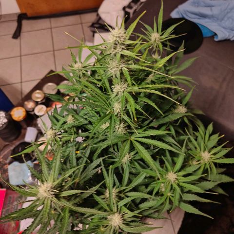 Green Crack Auto growlog timeline photo