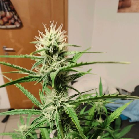 Green Crack Auto growlog timeline photo