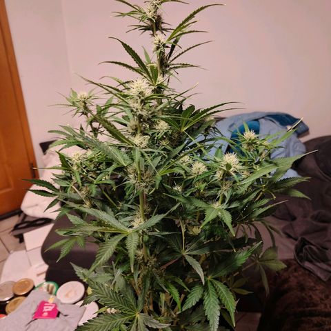 Green Crack Auto growlog timeline photo
