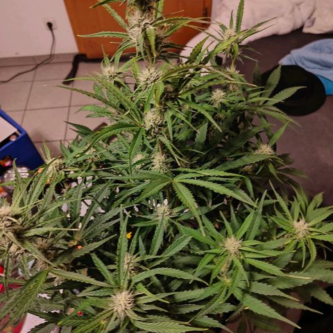 Green Crack Auto growlog timeline photo
