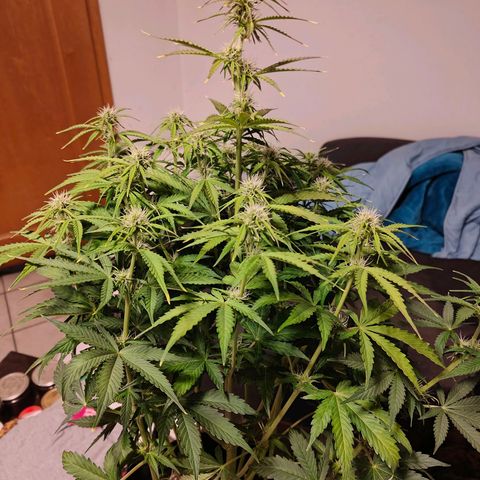 GG#4 Auto growlog timeline photo