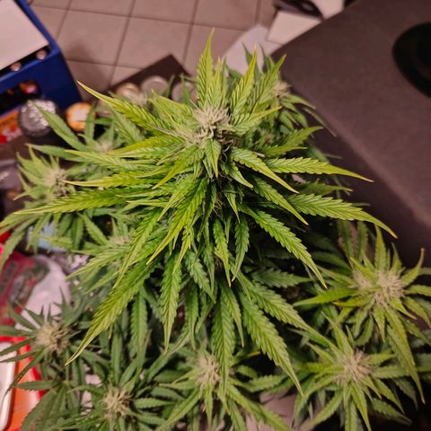 Pink Auto growlog timeline photo