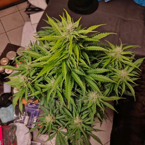 Pink Auto growlog timeline photo
