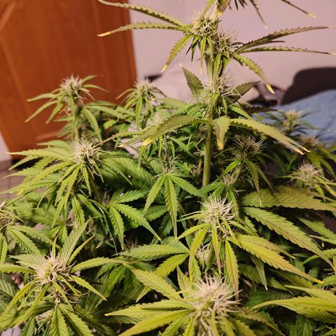 GG#4 Auto growlog timeline photo