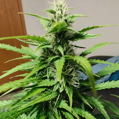 Pink Auto growlog timeline photo