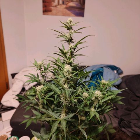 Green Crack Auto growlog timeline photo