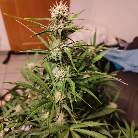 Green Crack Auto growlog timeline photo