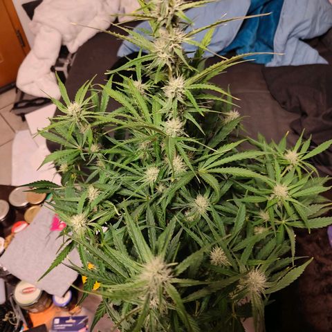 Green Crack Auto growlog timeline photo