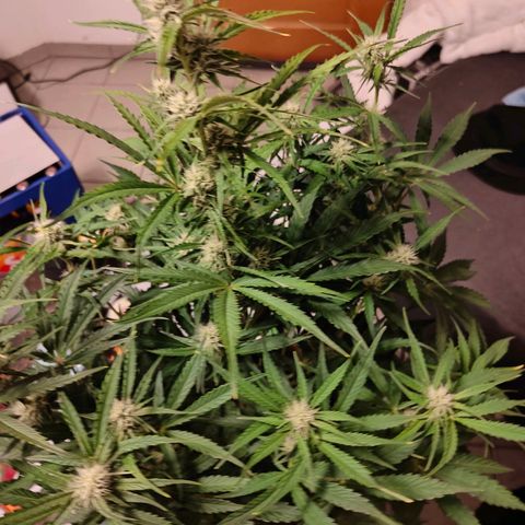 Green Crack Auto growlog timeline photo