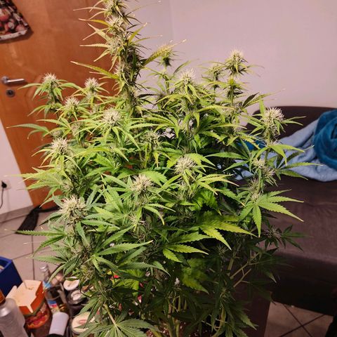 GG#4 Auto growlog timeline photo