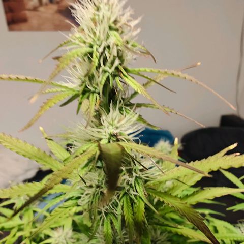 GG#4 Auto growlog timeline photo
