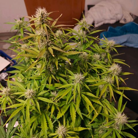GG#4 Auto growlog timeline photo
