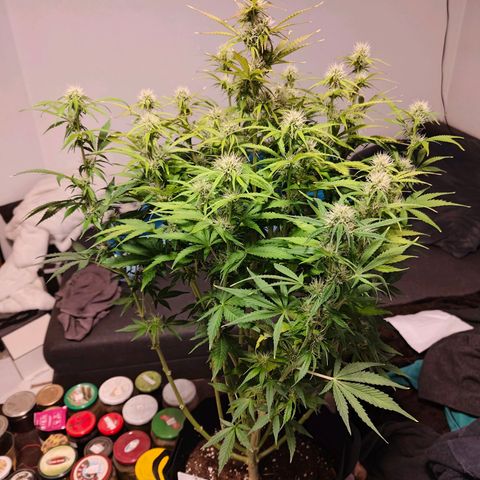 GG#4 Auto growlog timeline photo
