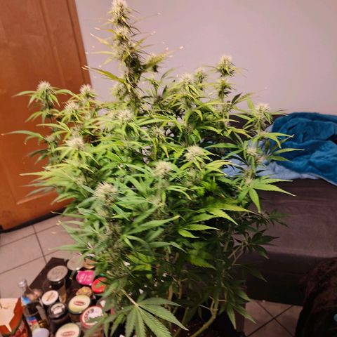 GG#4 Auto growlog timeline photo