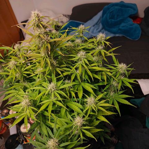 GG#4 Auto growlog timeline photo