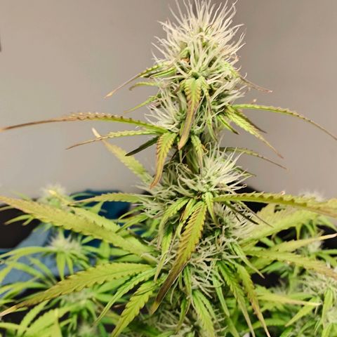 GG#4 Auto growlog timeline photo