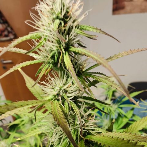 GG#4 Auto growlog timeline photo