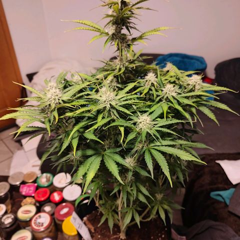 Green Crack Auto growlog timeline photo