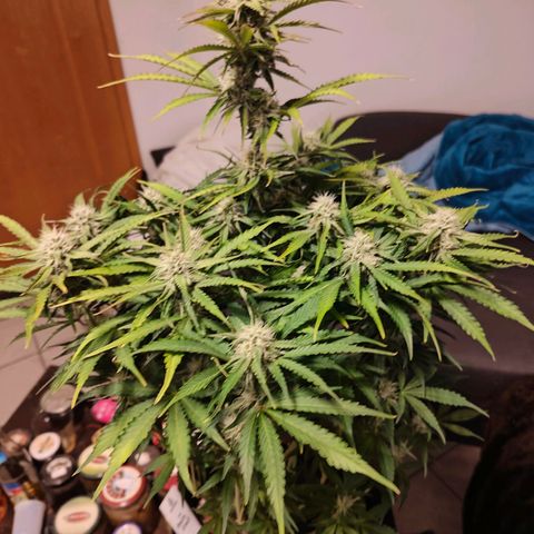 Green Crack Auto growlog timeline photo