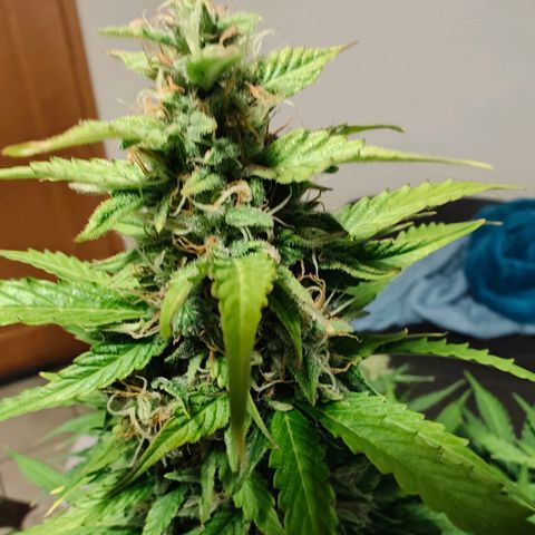 Pink Auto growlog timeline photo