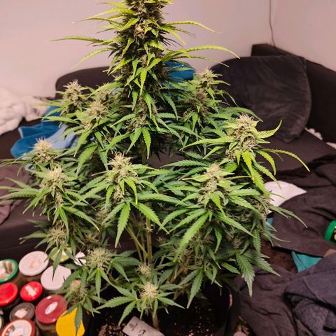 Pink Auto growlog timeline photo