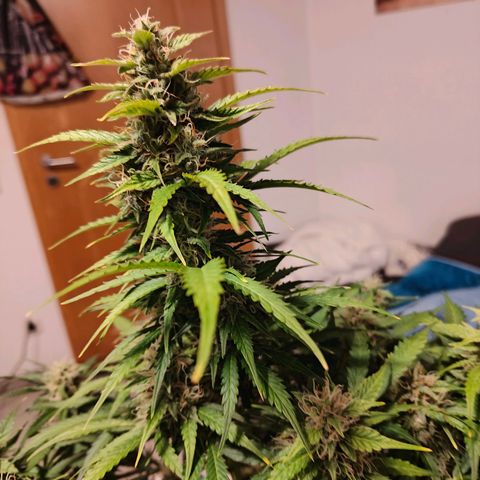 Pink Auto growlog timeline photo