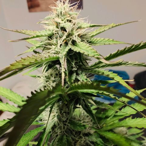 Green Crack Auto growlog timeline photo