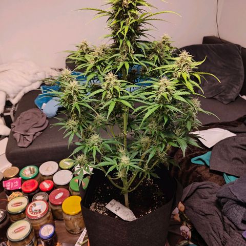 Pink Auto growlog timeline photo