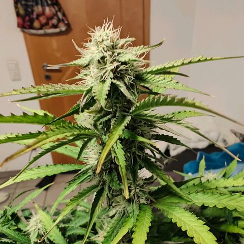 Green Crack Auto growlog timeline photo