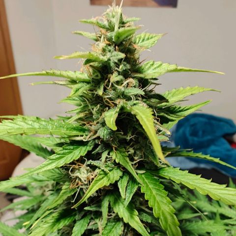 Pink Auto growlog timeline photo