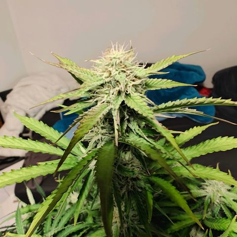 Green Crack Auto growlog timeline photo
