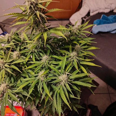 Green Crack Auto growlog timeline photo