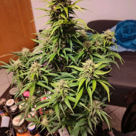 Pink Auto growlog timeline photo