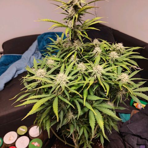 Green Crack Auto growlog timeline photo