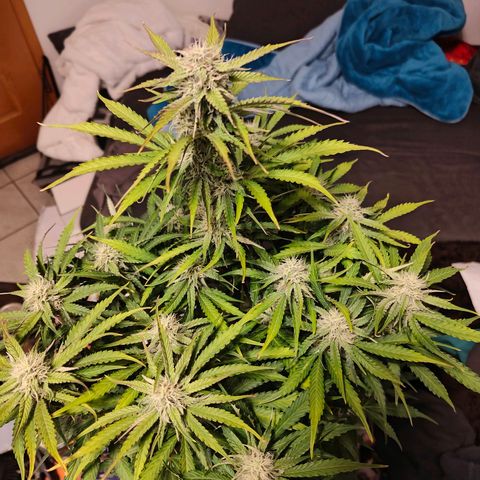 Green Crack Auto growlog timeline photo