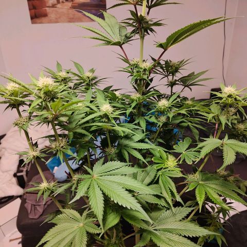 Bruce Banner#3 growlog timeline photo