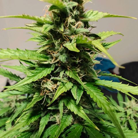 Pink Auto growlog timeline photo