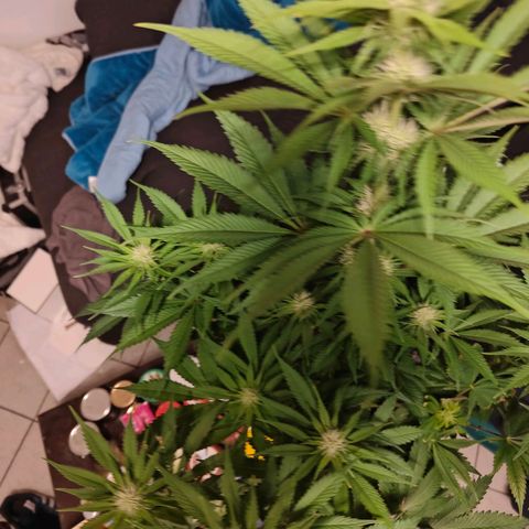 Bruce Banner#3 growlog timeline photo