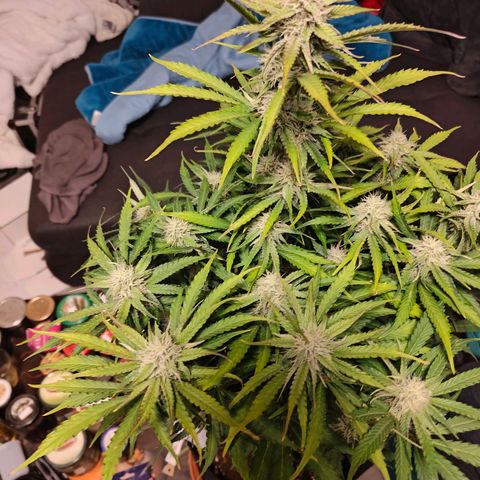 Green Crack Auto growlog timeline photo