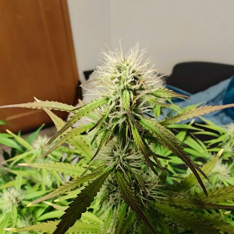 GG#4 Auto growlog timeline photo