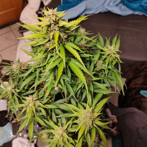 Pink Auto growlog timeline photo