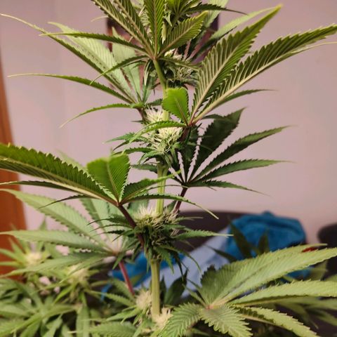 Bruce Banner#3 growlog timeline photo